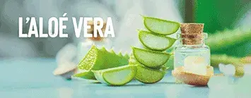 L’Aloé Vera, pour une cosmétique naturelle L’Aloé Vera, pour une cosmétique naturelle
